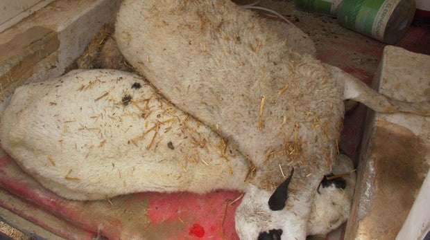 Localizan 83 cadáveres de ovejas y cabras en Torrubia de Soria y denuncian al propietario