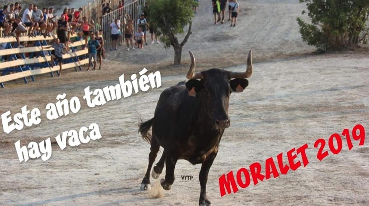 Foto difundida por la Asociación de Vecinos Moralet Alto sobre la suelta de vaquillas este año