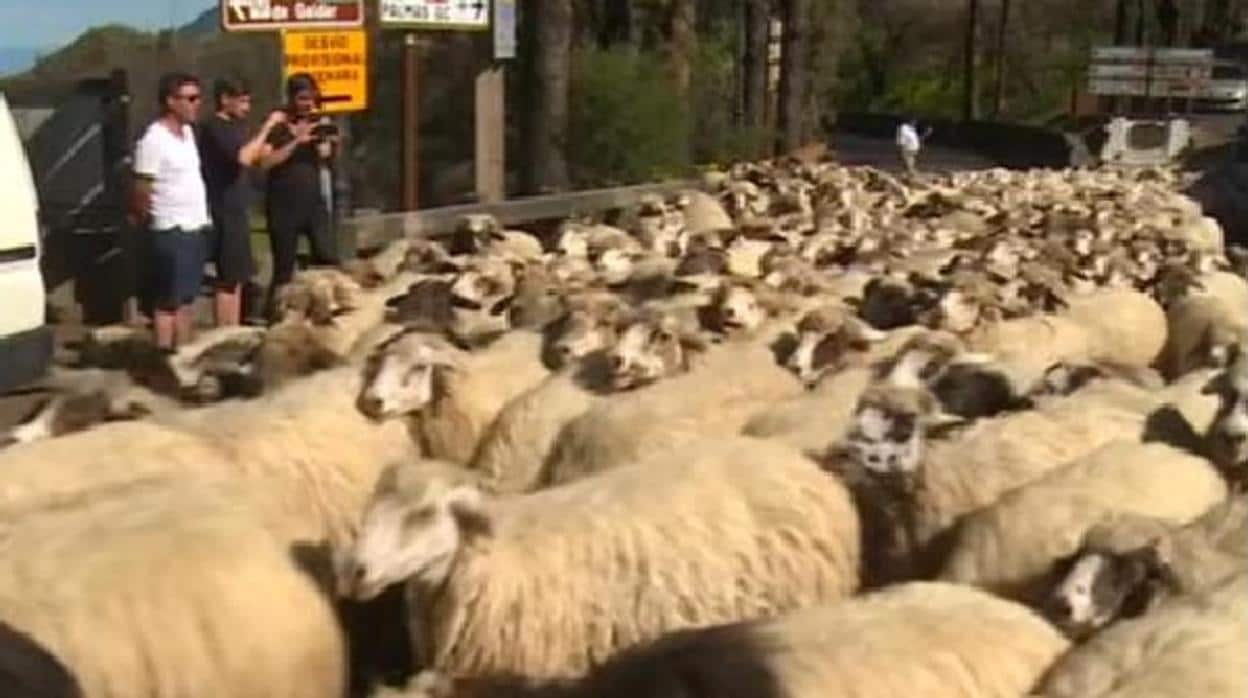 Las ovejas de Pepe el de Pavón ya vuelven a la normalidad en Canarias