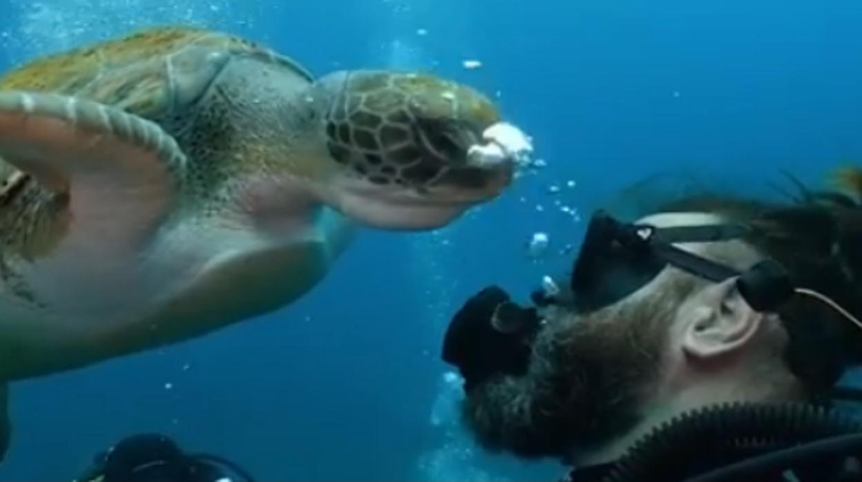 Vídeo: la tortuga de Canarias que demuestra «empatía»