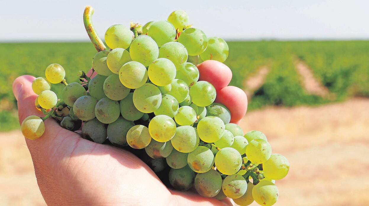En Rueda, donde en breve comenzará la recolección, aseguran que el estado de la uva es «excelente»