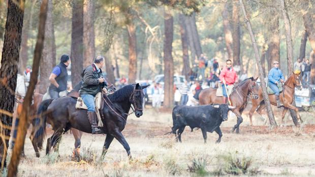 El tercer encierro de Cuéllar (Segovia) se salda con un herido por asta de toro sin gravedad