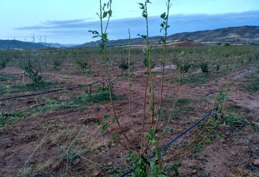 Una joven plantación de árboles gravemente dañada por la granizada