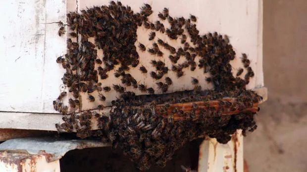 Más de cuatro horas para retirar un enjambre de abejas de más de 25 kilos en un colegio de Almazán (Soria)