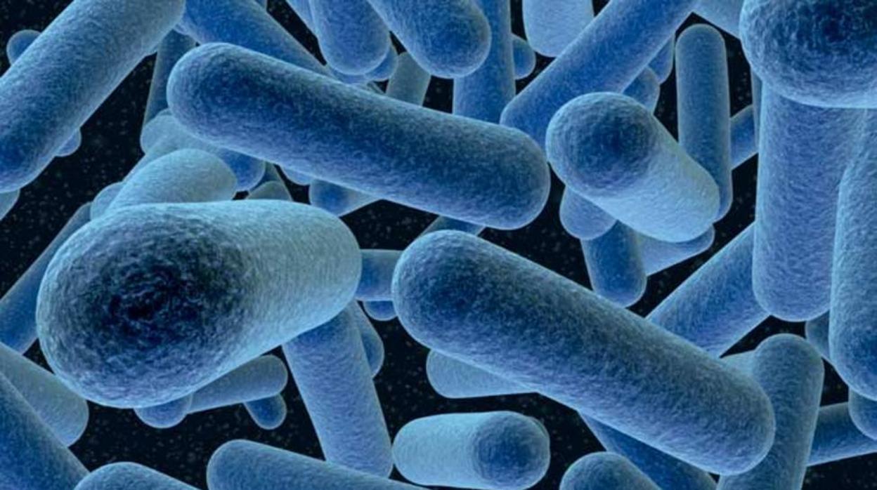 La Listeria monocytogenes, que causa la listeriosis, al microscopio