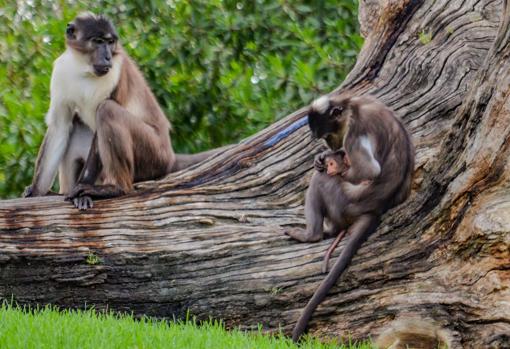 Imagen de dos primates y la cría de mangabey en Bioparc Valencia