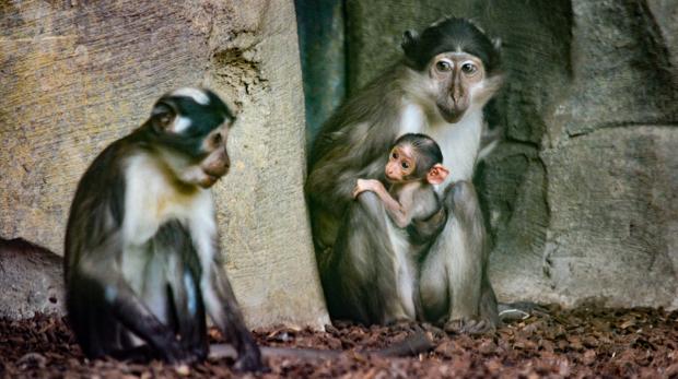 Nace en Bioparc una cría de mangabey, un primate que se encuentra en peligro de extinción