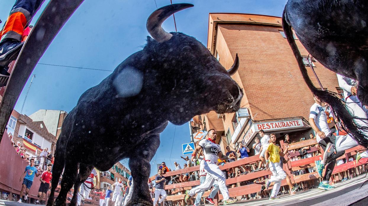 El último encierro de San Sebastián de los Reyes, celebrado ayer