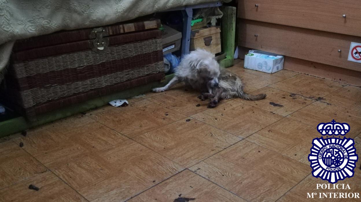 El perro, tal cual se lo encontró la policía en la habitación en la que había sido encerrado y abandonado