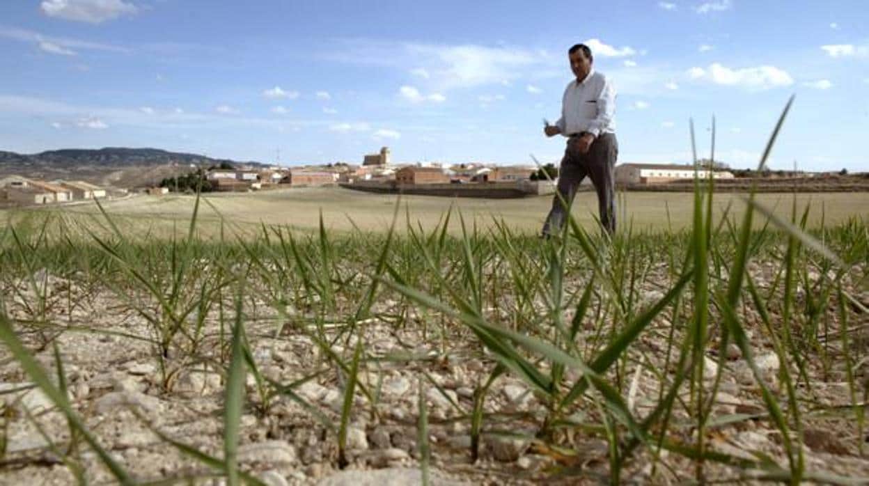 Diversos cultivos se están viendo afectados por la falta de lluvias