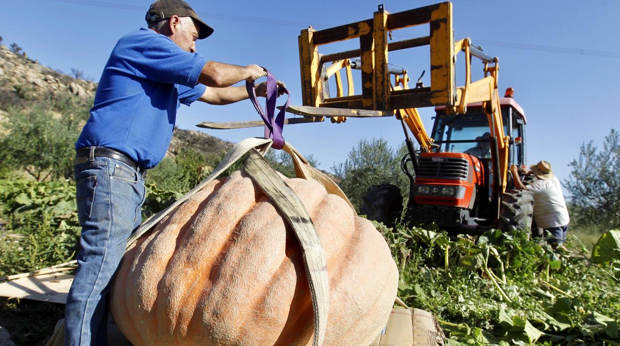 El huerto de las calabazas XXL de Fermoselle