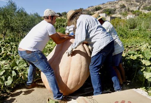 El huerto de las calabazas XXL de Fermoselle