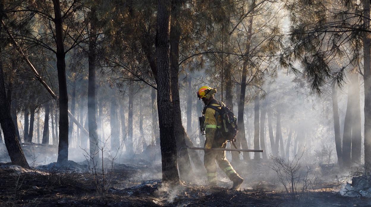 Un bombero forestal camina por un pinar arrasado por el fuego en Monforte