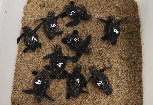 Imagen de las tortugas nacidas en el Oceanográfic