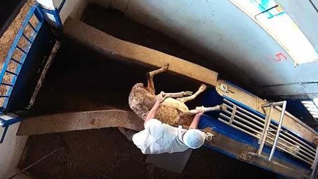 Una cámara oculta graba el maltrato animal que se producía en un matadero de Madrid