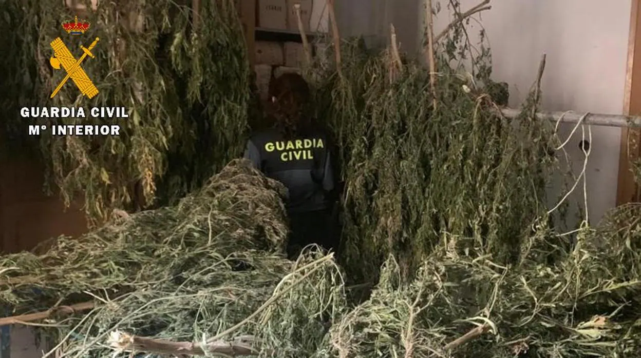 Plarte de las plantas de marihuana intervenidas en la provincia de Huesca