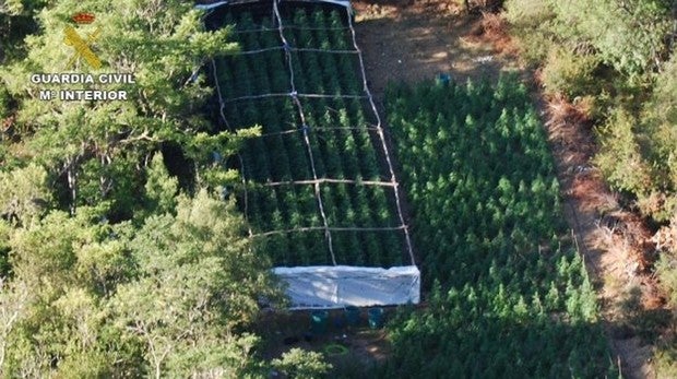 Encuentran 4.600 plantas de marihuana en el Parque Natural de la Sierra Norte de Guadalajara