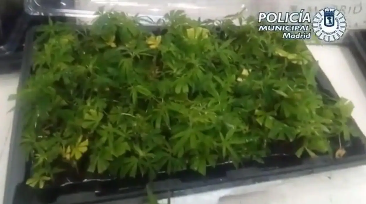 El detenido con más de mil plantas de marihuana en su furgoneta: «Es hierbabuena»