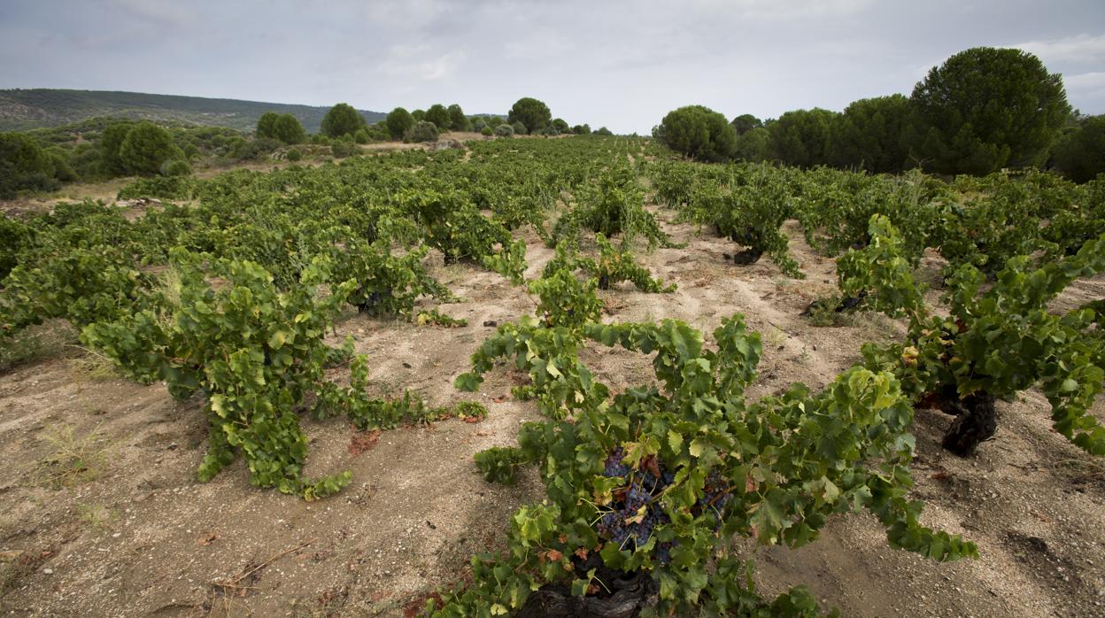 El vino es el sector más perjudicado en Castilla y León por los aranceles de Trump