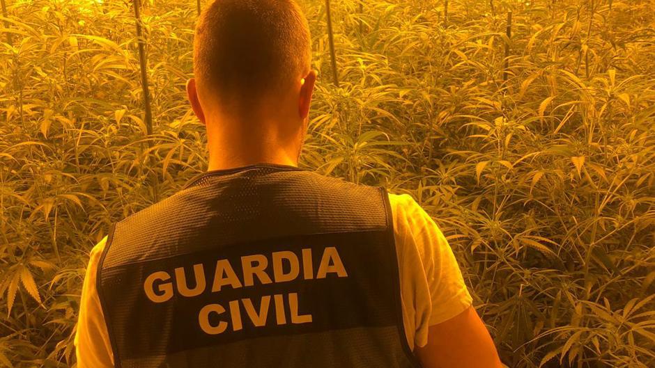 Detienen a nueve lituanos con 2.600 plantas de marihuana en Valencia