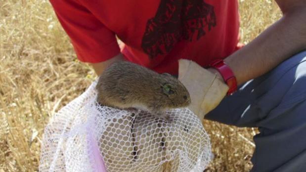 Confirmado un nuevo caso de tularemia y ya son 52 los afectados en Palencia