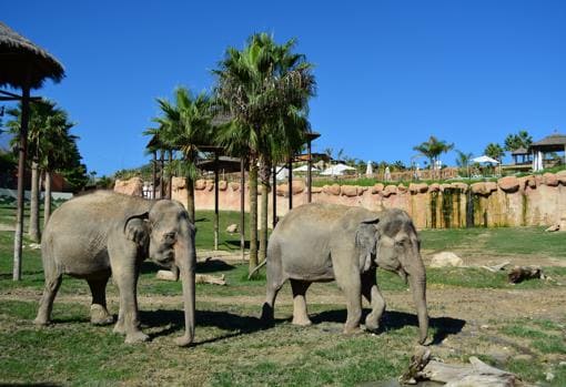 Elefantes en la zona del parque Terra Natura