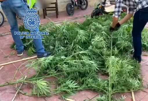 Policiías desmantelando el cultivo ilegal