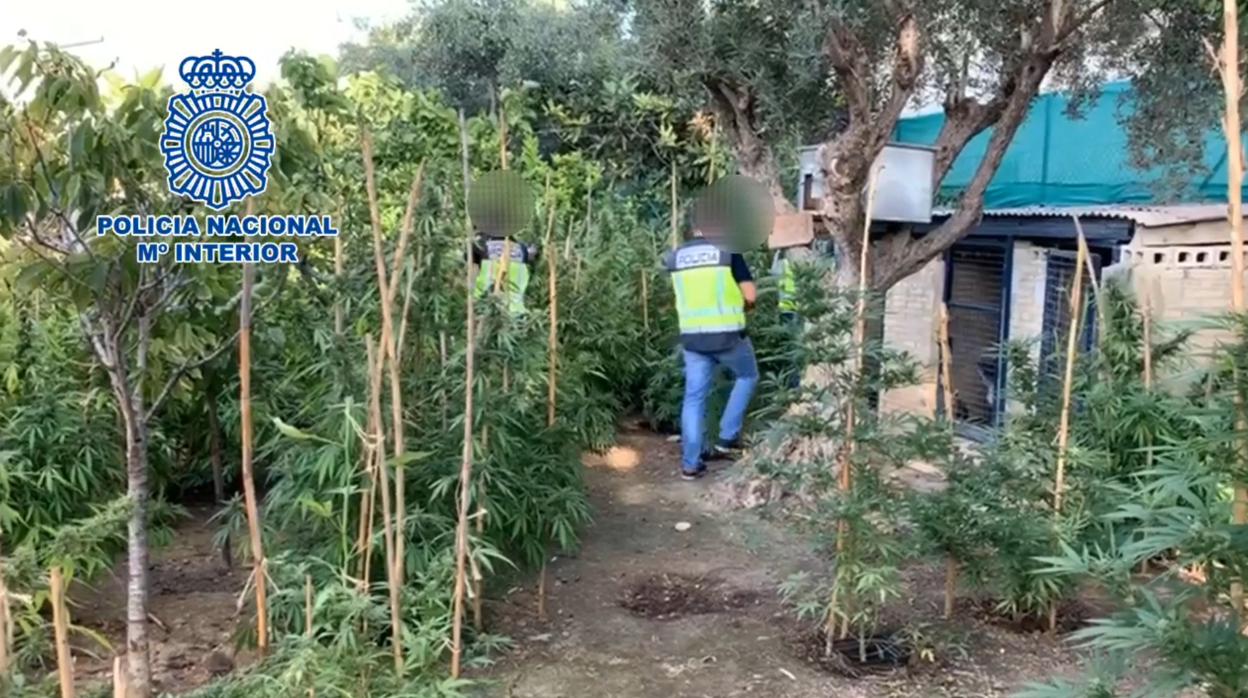 La plantación de marihuana situada junto al colegio en Alicante