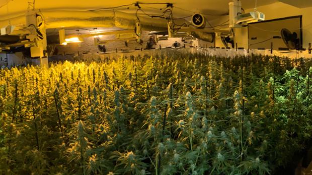 Desmantelan tres laboratorios de marihuana con más de 6.300 plantas en Valencia