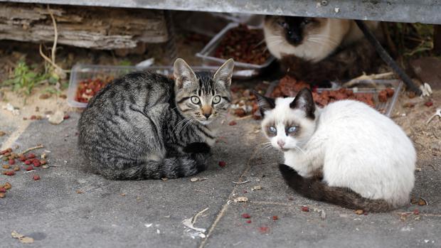 El PP proponer un plan para poner fin a la superpoblación de gatos en el Casco Histórico