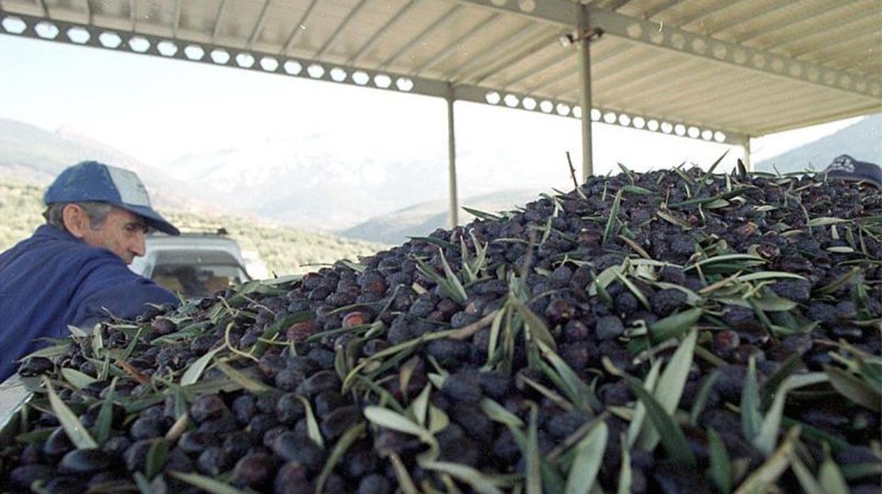 La campaña de recogida se iniciará con la variedad arbequina