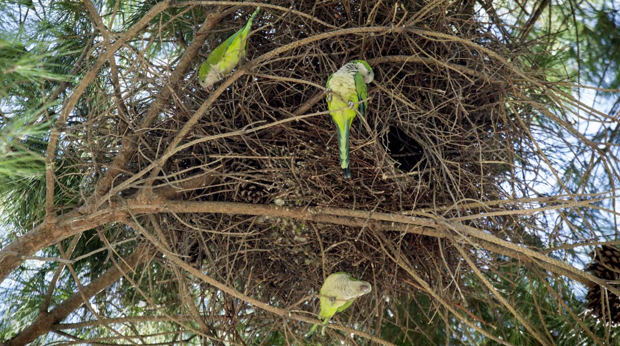 Un nido de cotorras argentinas en la Casa de Campo