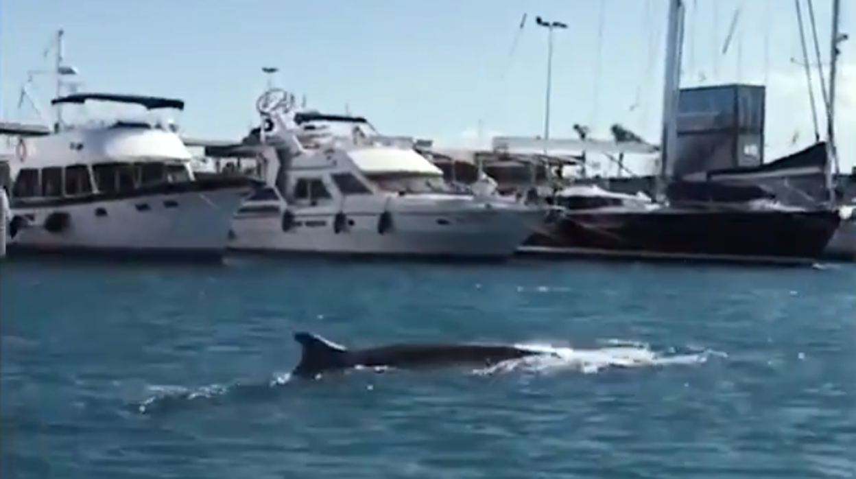 Imagen de la ballena avistada en Valencia