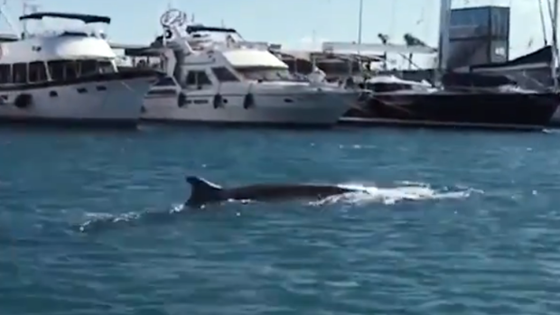 Una ballena de doce metros «visita» por sorpresa La Marina de Valencia