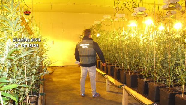 Incautadas 2.685 plantas de marihuana en dos naves de la localidad de Menasalbas