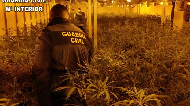 Descubren 1.700 plantas de marihuana cultivadas en varias viviendas comunicadas en Oliva