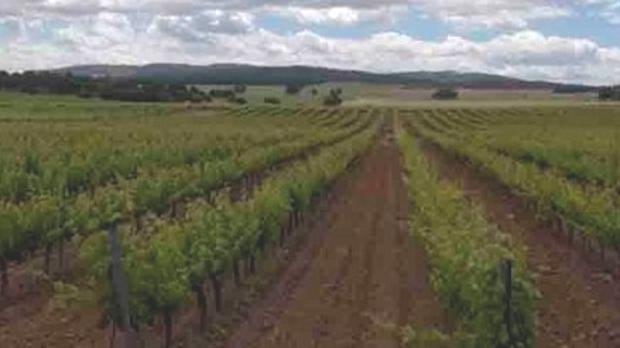 Bodegas Gardel, un referente de los vinos ecológicos