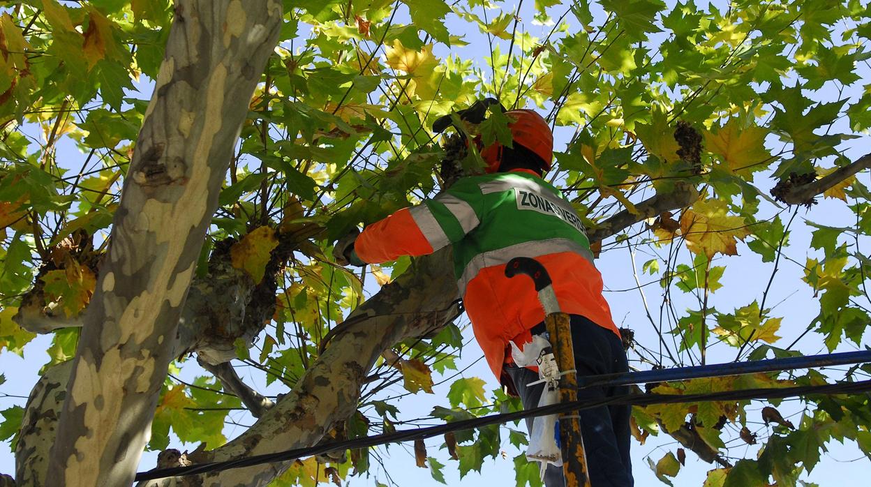 Un operario realiza los trabajos de poda