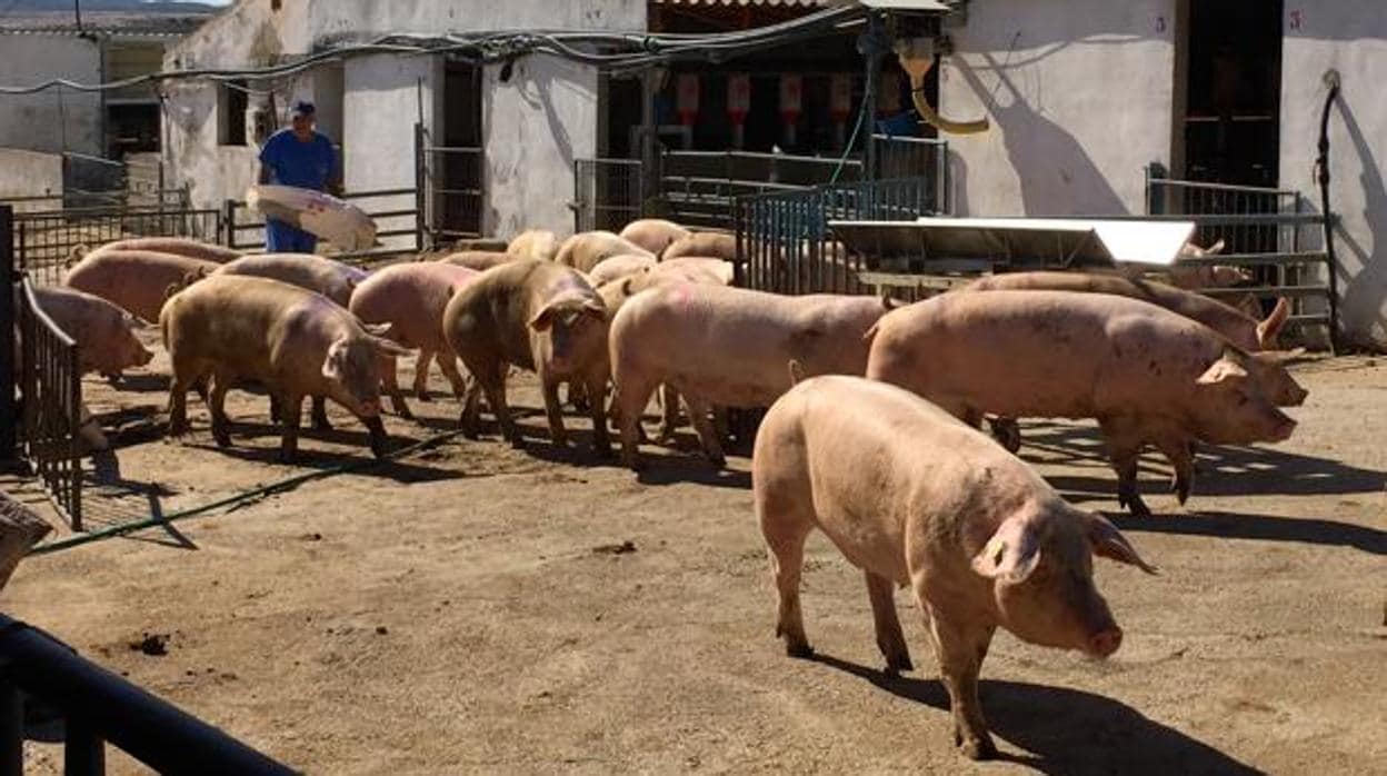 La granja porcina está a unos 1.000 metros del núcleo urbano de Gálvez