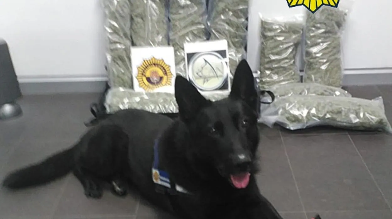 Perro de la Unidad Canina de la Policía Local de Alicante junto al alijo detectado