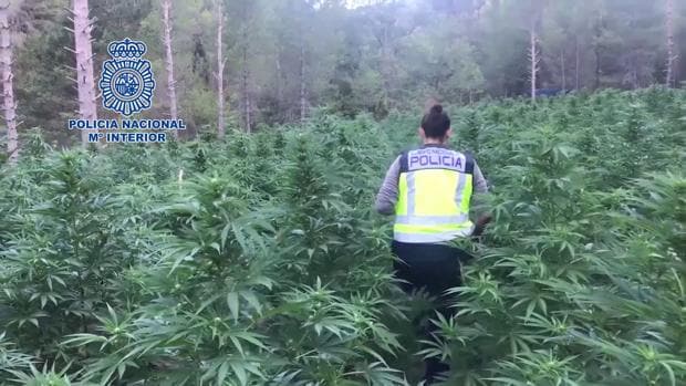 Desmantelada la mayor plantación de marihuana de Aragón: 3,5 toneladas en medio de un pinar
