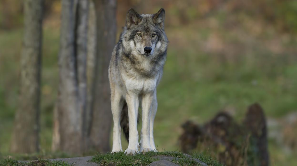 Un ejemplar de lobo ibérico, una especie declarada en peligro de extinción en Castilla-La Mancha desde 1998