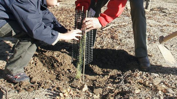 La Diputación de Zaragoza ofrece 12.500 pinos para reforestar la provincia