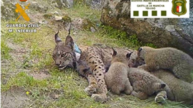 Ecologistas se personará como acusación contra el cazador que mató a una lince en Menasalbas