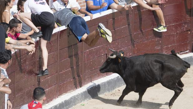 Los vecinos de Santpedor aprueban eliminar los encierros de vaquillas de su fiesta mayor