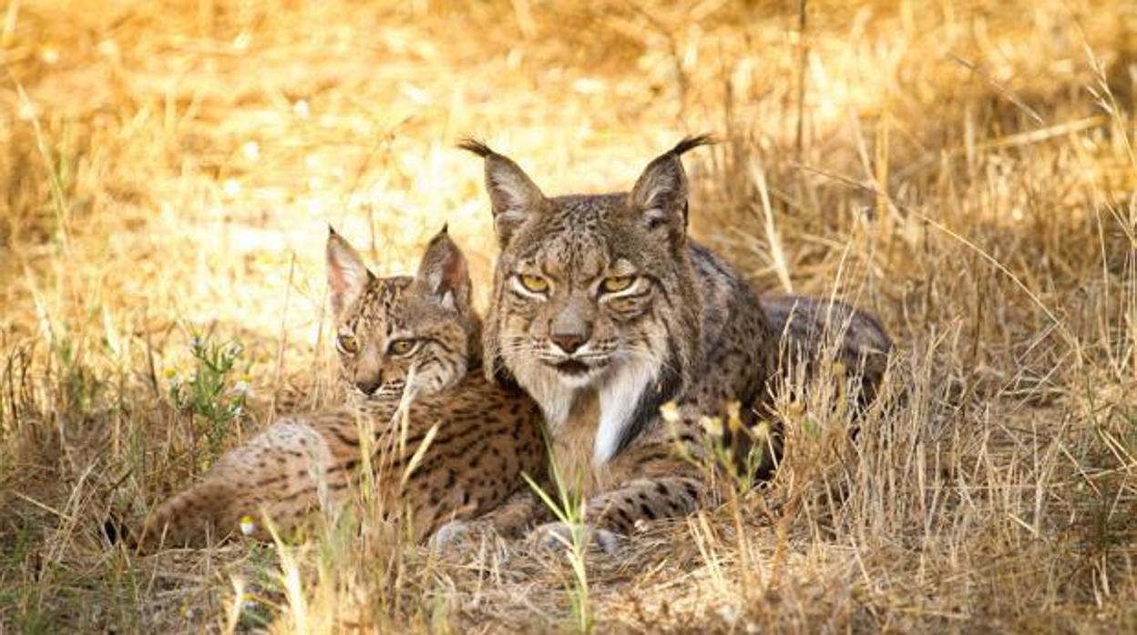 Los dos linces muertos se han encontrado en el Pulgar y Fuencaliente