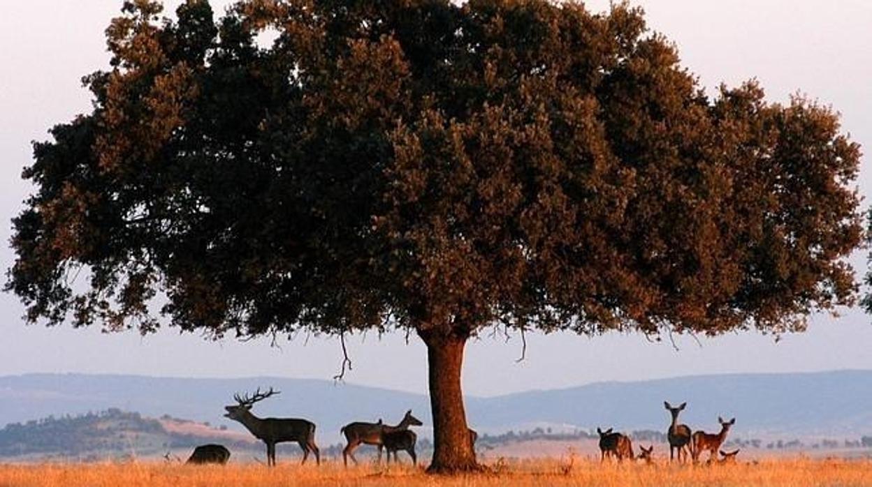 Escena de la berrea en el Parque Nacional de Cabañeros