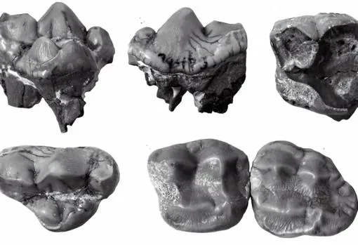 Restos dentales fosilizados del oso panda europeo localizado en Teruel