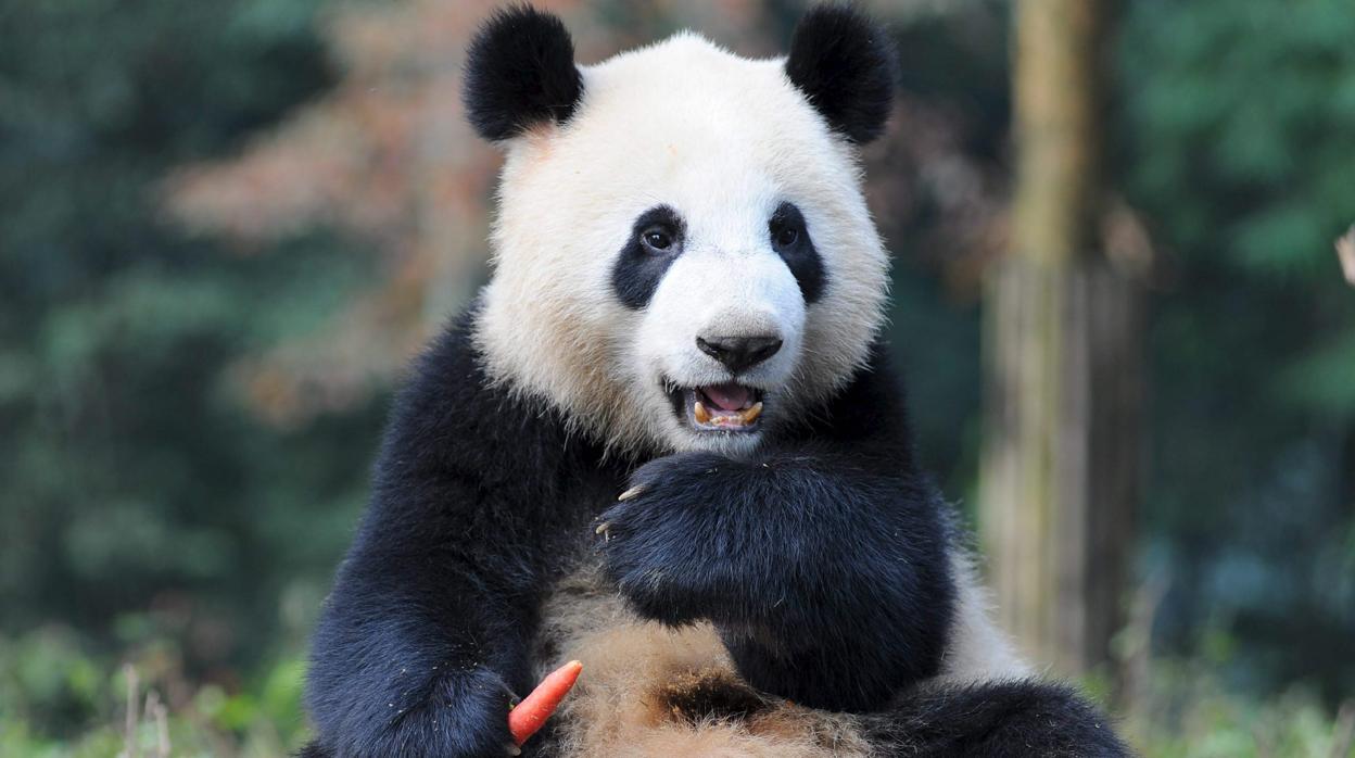 El oso que habitó en Teruel perteneció a una especie de la que deriva el actual oso panda gigante de China (en la imagen)