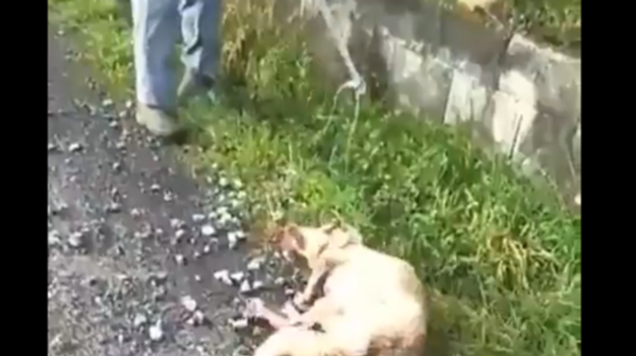 Fotograma del vídeo en el que se atestigua el maltrato sufrido por el animal